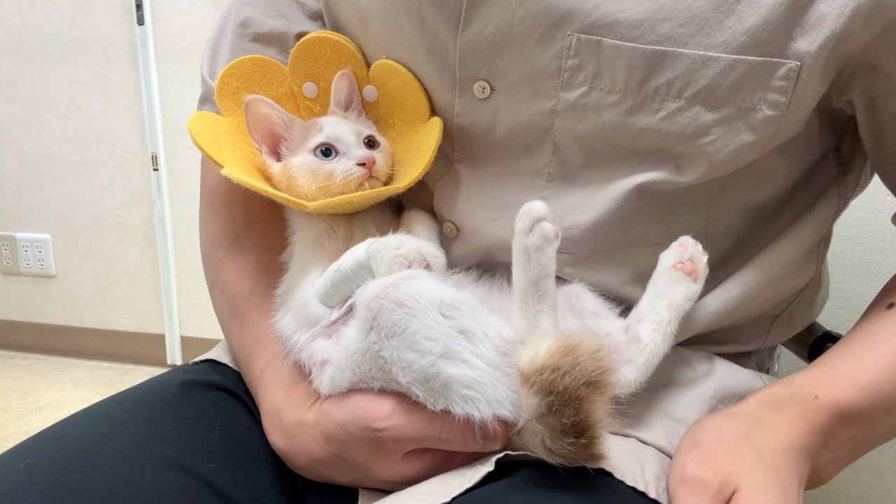 手術が終わって全身麻酔から目覚めた子猫の反応が可愛すぎました。