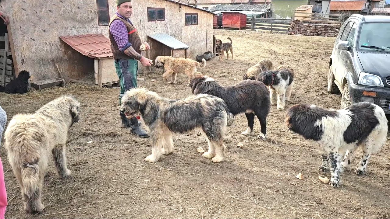 CAINI CIOBANESTI MIORITICI SI OI TIGAIE RUGINIE,LA DOMNUL GAVRILA,JUD COVASNA.