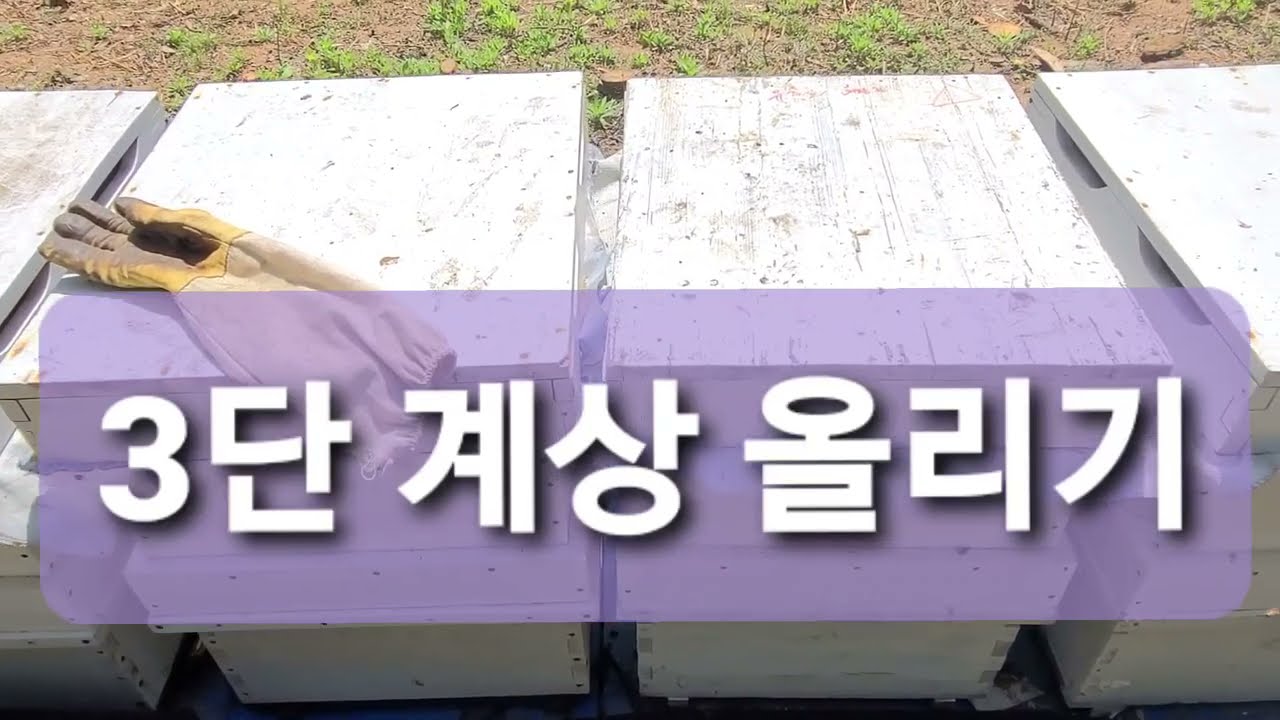 3단 계상 올리기-꿀벌/양봉/숙성꿀/정리채밀