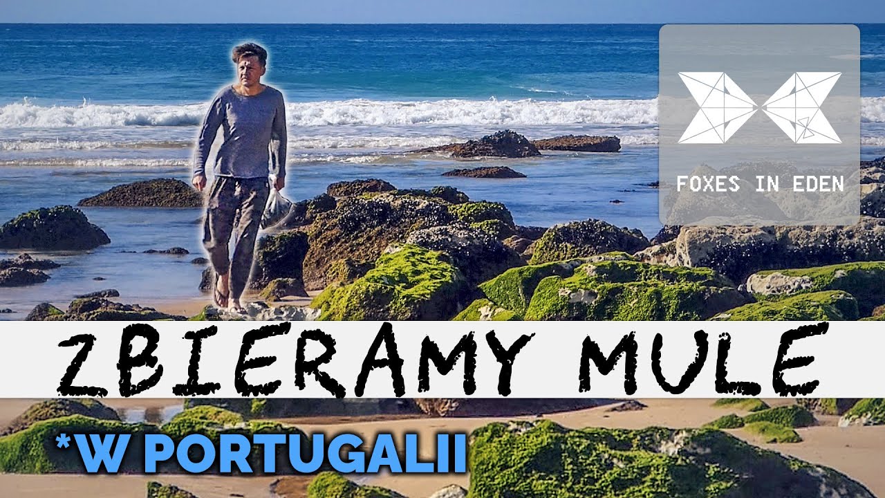 PORTUGALIA I WŁASNORĘCZNIE ZEBRANE MULE. Opowiadamy o smakach Europy.