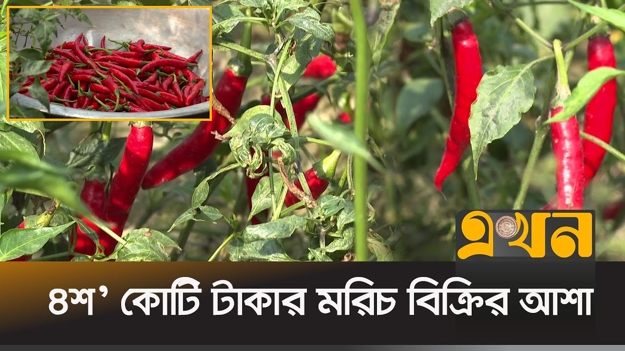 বগুড়ায় সাড়ে ৫ হাজার হেক্টর জমিতে মরিচ চাষ | Bogura Red Chili | Ekhon TV