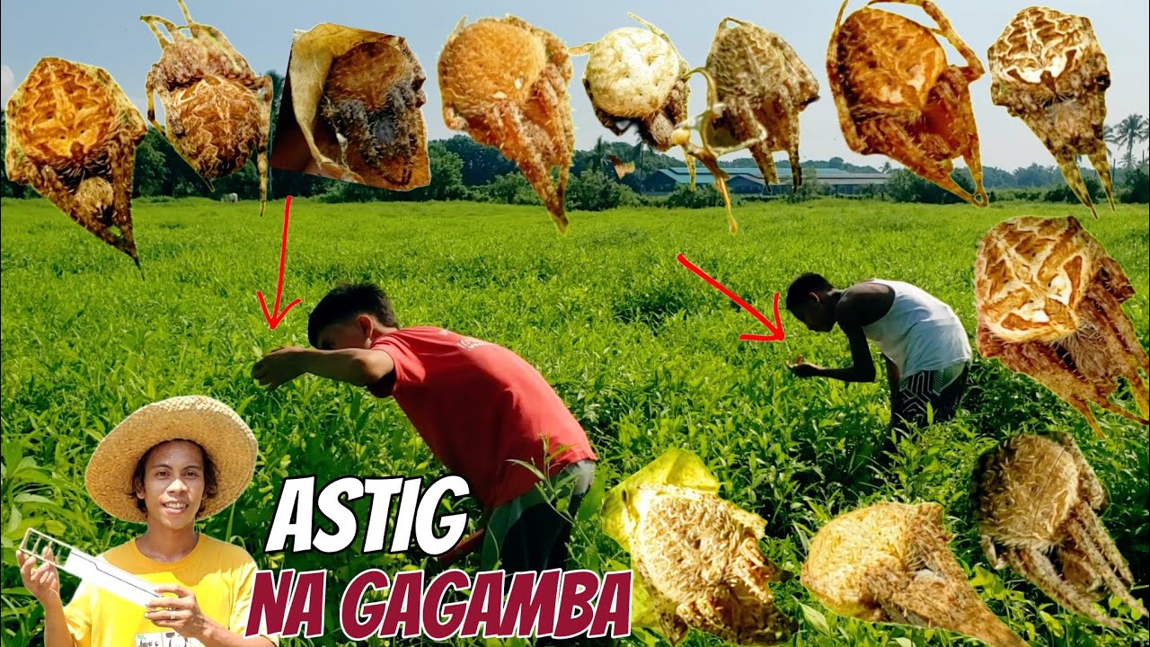 HOW I HUNT FOR SPIDERS (paano hanapin ang mga gagamba)