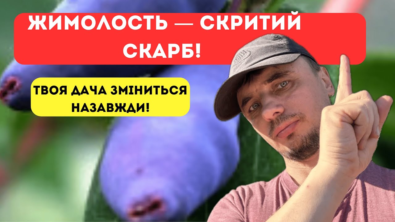 Весняний догляд за жимолостю для великого врожаю!