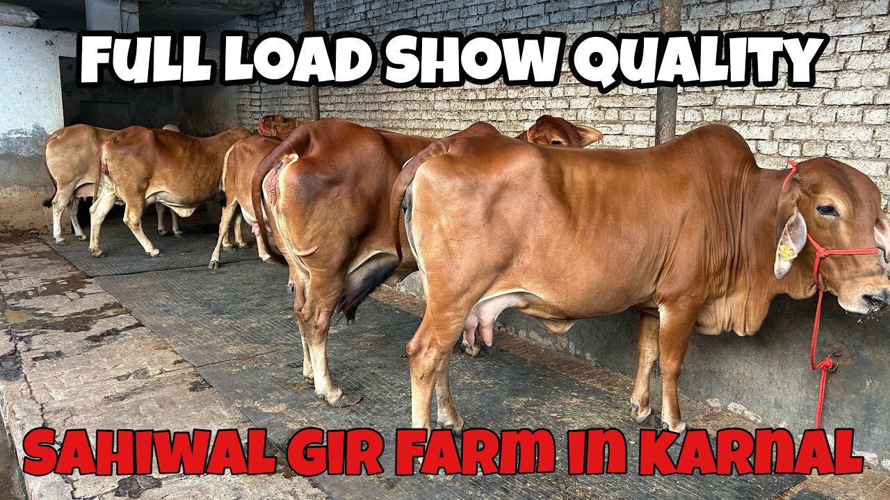 Super High Breed Quality 09 Sahiwal & Gir Cow for Sold | Gupta Dairy, Karnal (Haryana) | 9034166465