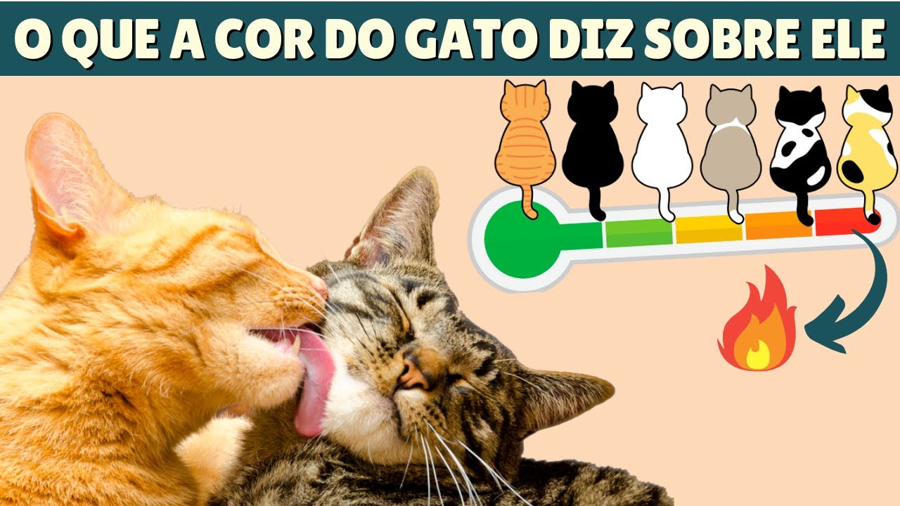 PERSONALIDADE DOS GATOS pela COR da pelagem. Tudo o que a CIÊNCIA JÁ DESCOBRIU!
