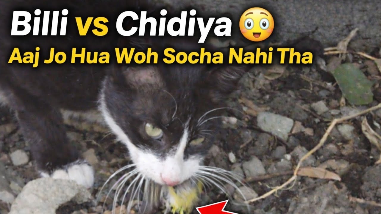 Billi vs Chidiya 😱 | Aaj Jo Hua Woh Socha Nahi Tha +  Mummy ko gussa aa gaya 😡