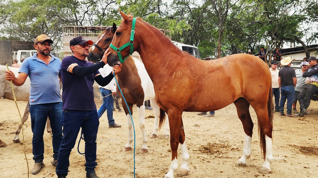 FEIRA DE CAVALOS EM CARUARU-PE  16-12-2025 #nordeste deste