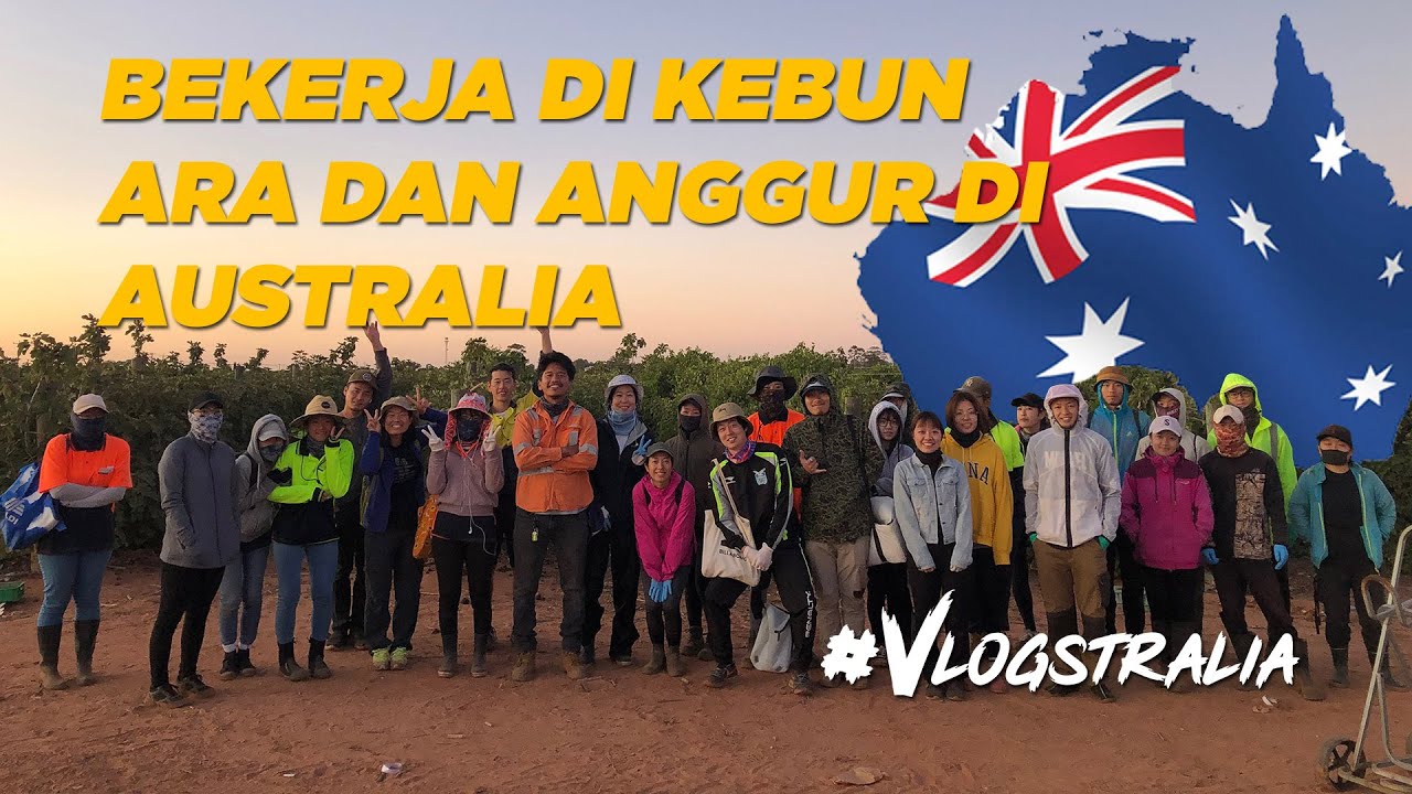 #VLOGSTRALIA Bekerja di kebun buah Ara dan Anggur di Australia (WHV AUSTRALIA)