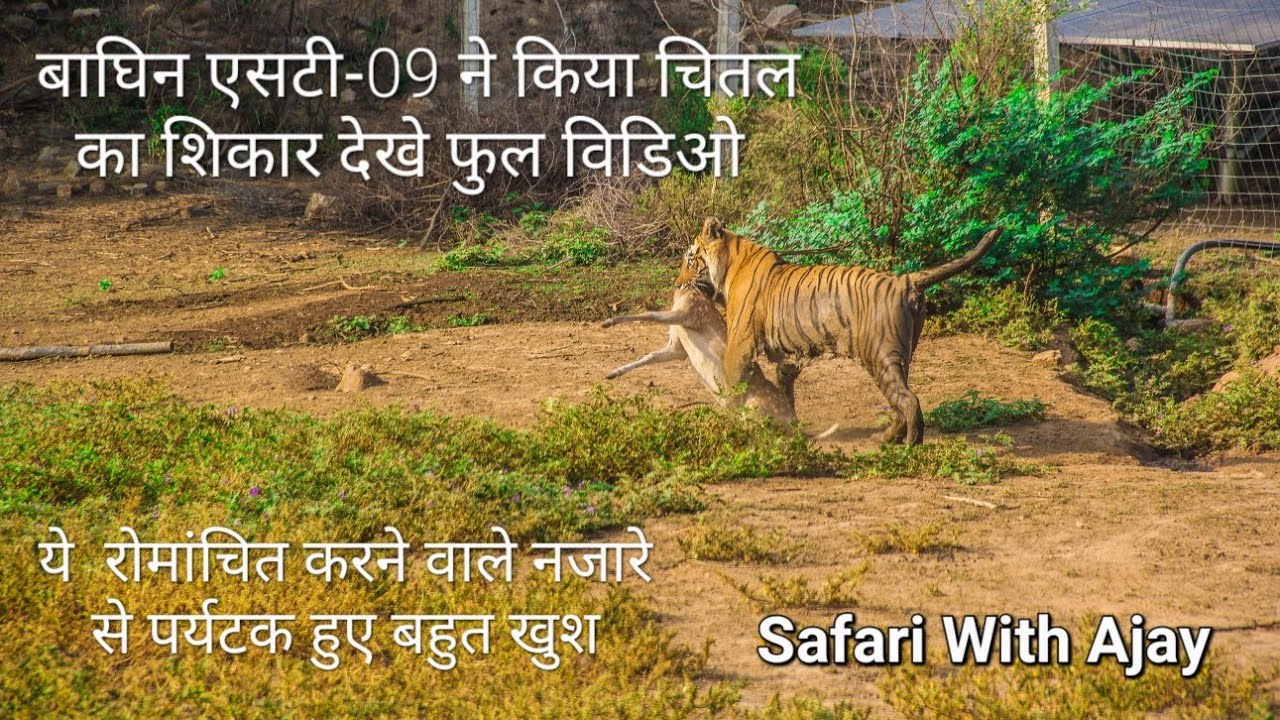 बाघिन एसटी-09 ने किया मादा चितल का शिकार। देखे फुल विडिओ।  #jungle #sariska #st9 #wildlife #tiger