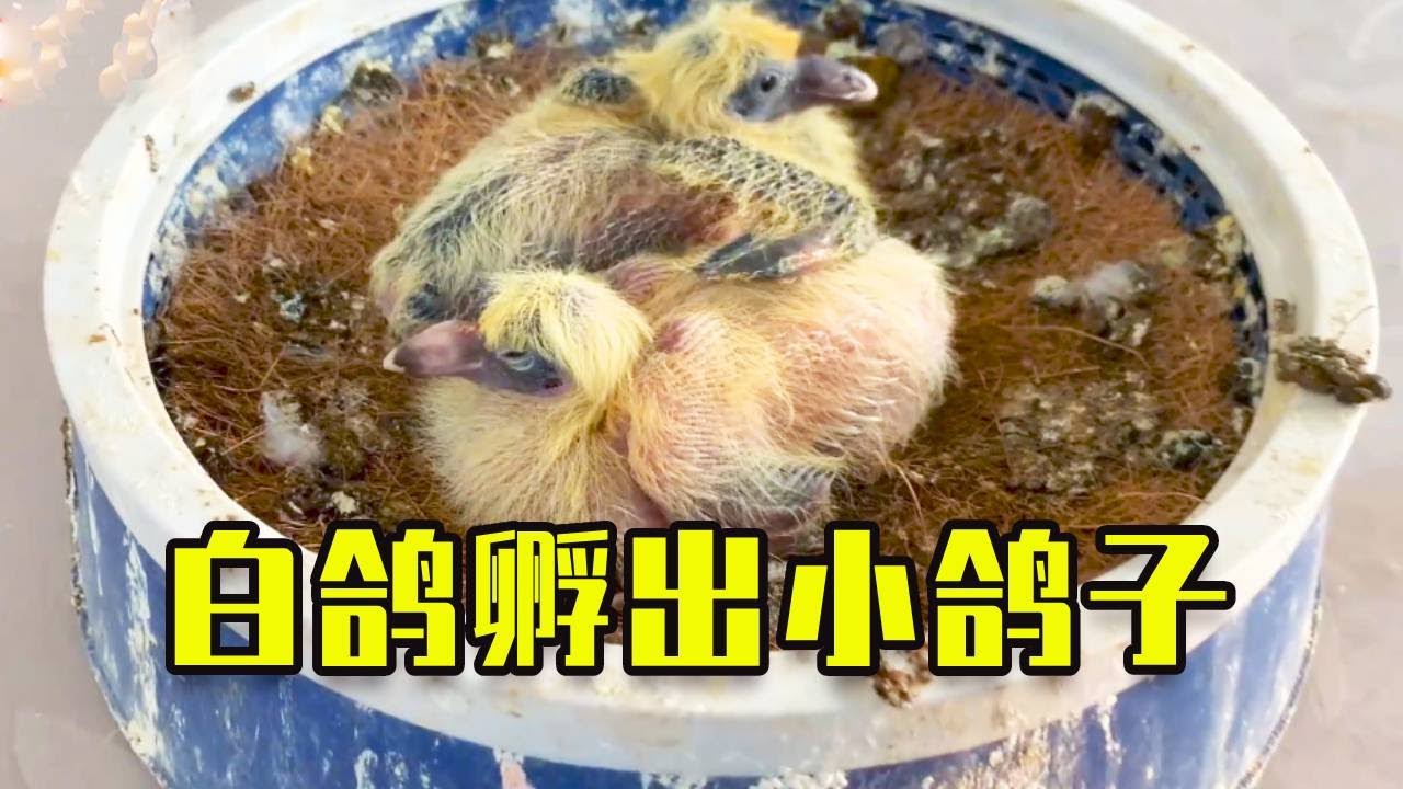 這次白鴿的後代，不出意外的話應該是兩個！ #鸽子 #信鸽 #赛鸽 #幽幽信鸽