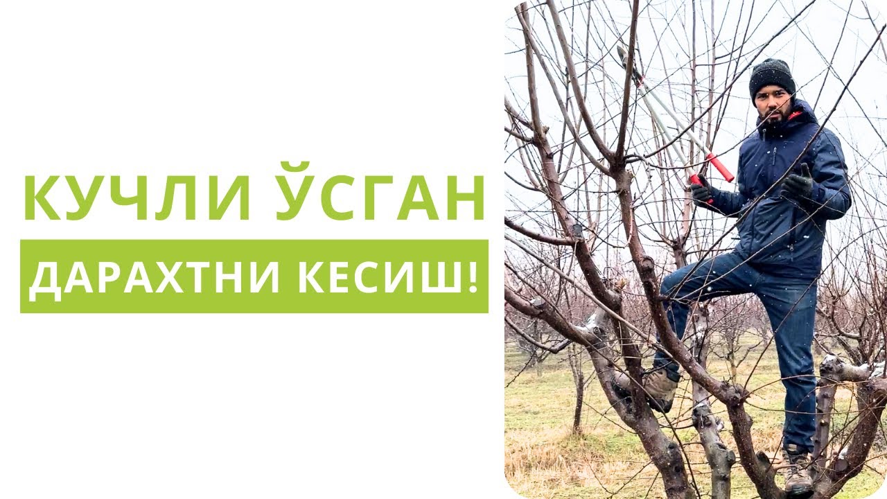 БОҒИНГИЗ ЎРМОНЗОРГА АЙЛАНГАНИДА ҚАНДАЙ КЕСИЛАДИ?
