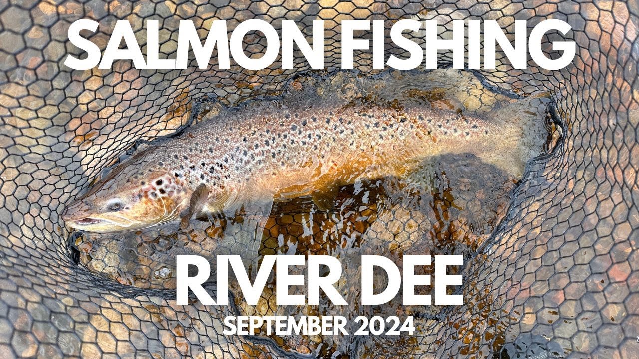 🎣 Ловля лосося на реке Ди, Шотландия — сентябрь 2024 г. 🐟