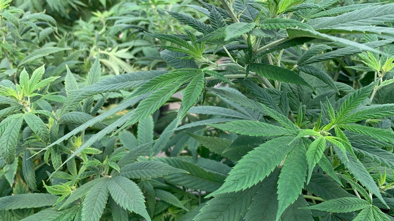 Utah Patients Struggle to Find Doctors Willing to Prescribe Medical Cannabis