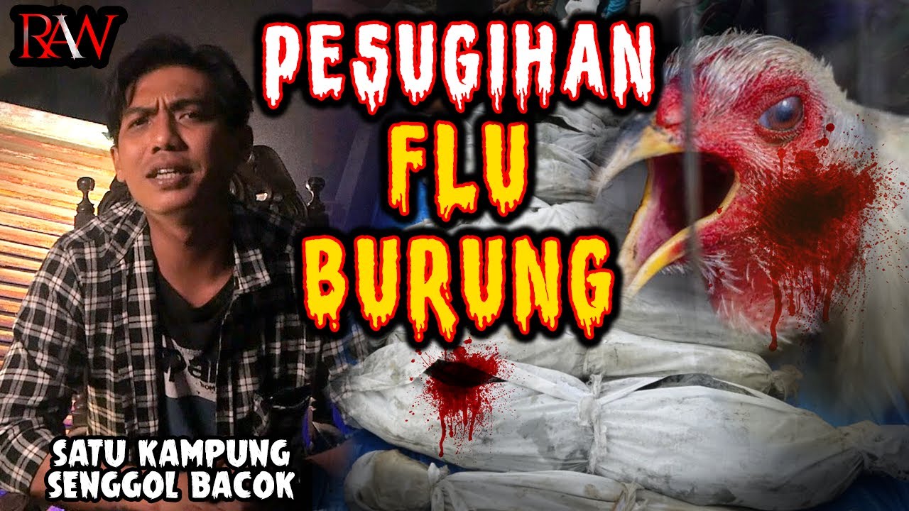 PESUGlHAN FLU BURUNG..!! SATU KAMPUNG S3NGGOL BAC0K
