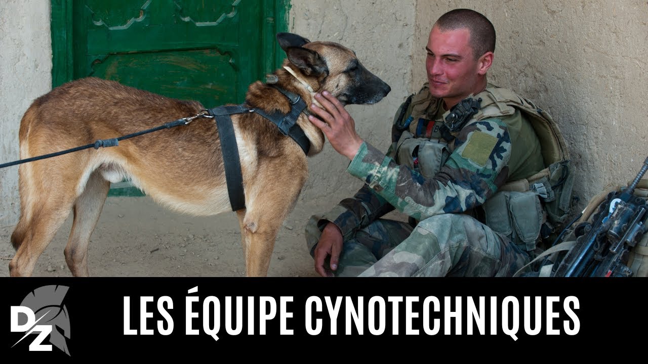 Les &eacute;quipes cynotechniques des forces de D&eacute;fense et de s&eacute;curit&eacute;