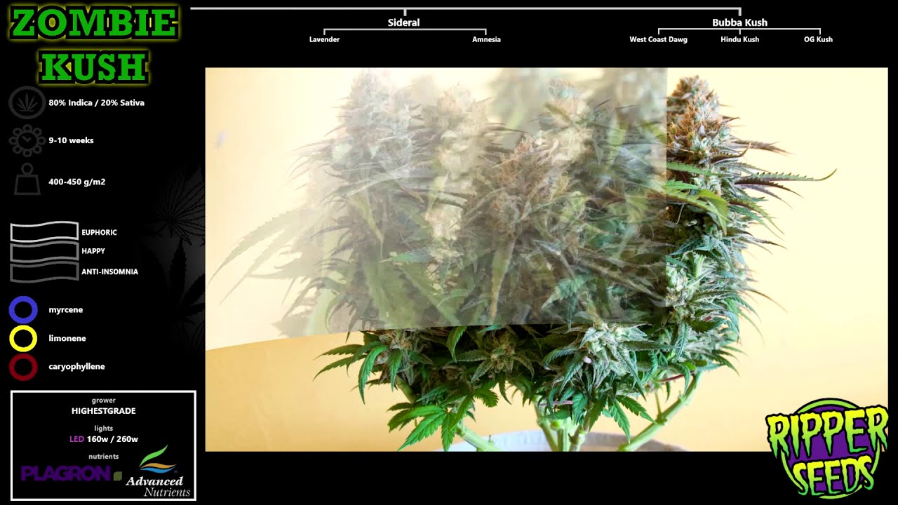 Zombie Kush - Ripper Seeds - GROW