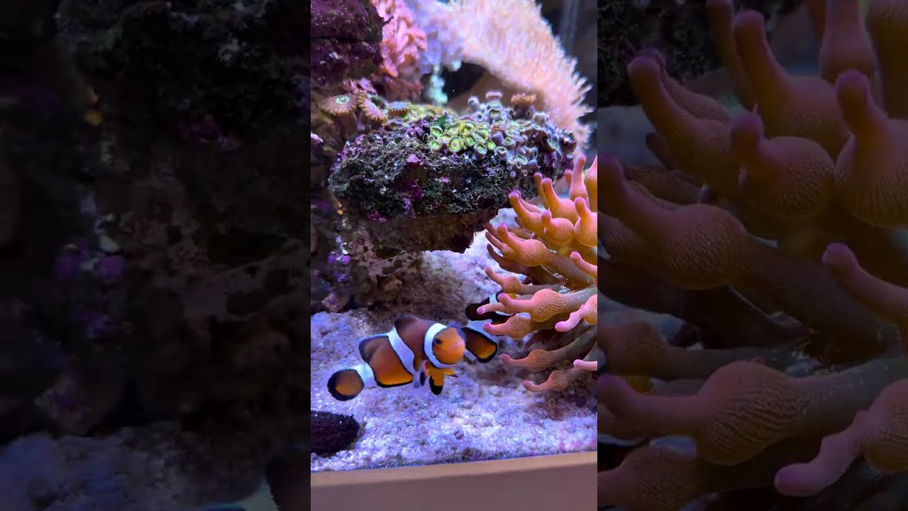 小丑魚 × 海葵 近距離「震震共震」行為觀察 Clownfish Mating Behavior: The “Shimmy” Explained 📚#Clownfish #Anemone