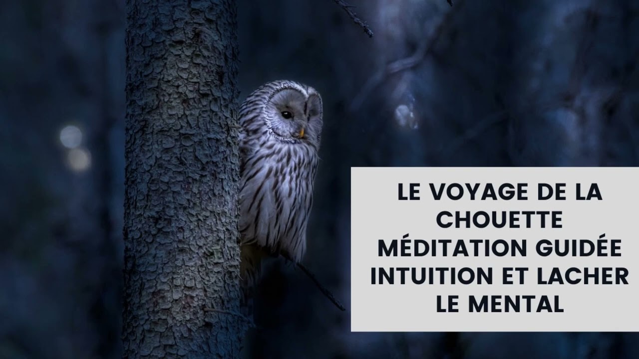 MÉDITATION GUIDÉE - LE VOYAGE DE LA CHOUETTE 🦉(INTUITION ET LÂCHER LE MENTAL)