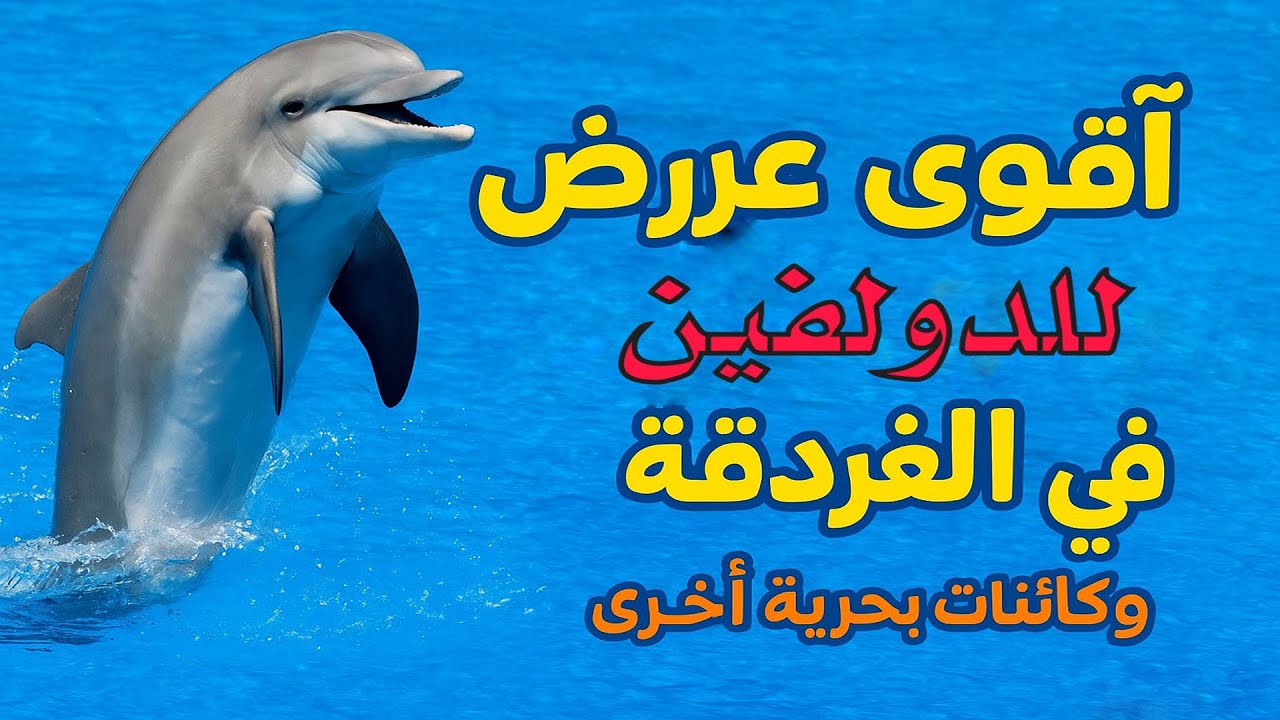 dolphin world hurghada رحلة دولفين ورلد