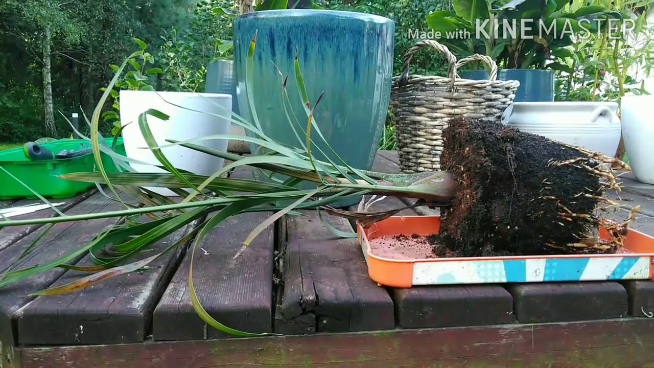 Tymczasem w Puszczy. Palma tr&oacute;jkątna, Dypsis decaryi Część 65.