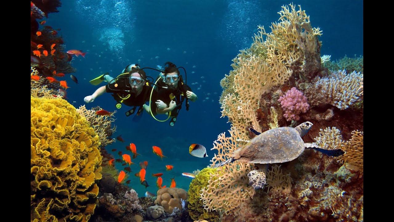 Egypt Hurghada Snorkeling - Tropitel Sahl Hasheesh coral reef 2021