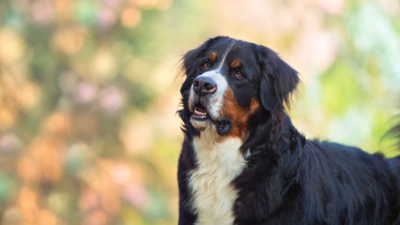 Bernese Mountain Dog A Perfect Choice for Service Dog Training