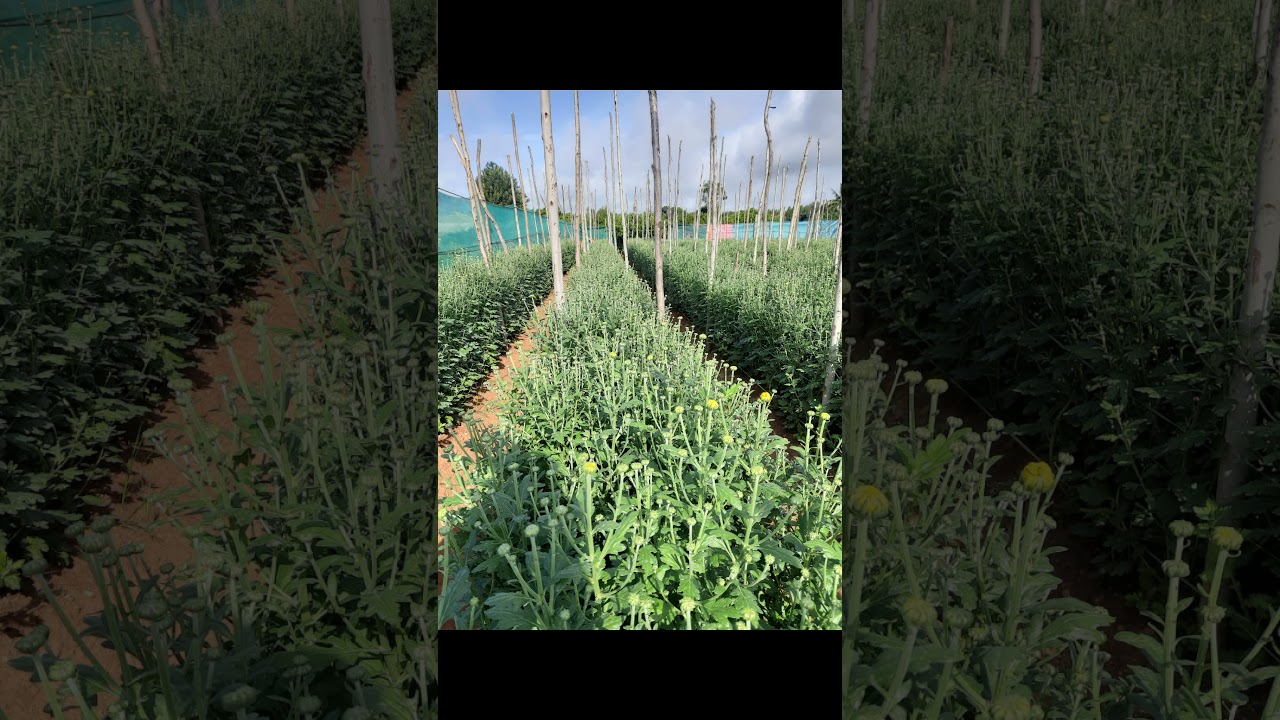 Aishwarya 2 Yellow #Chrysanthemum, whole farming process in small video!!! #KolkataYellowFarming