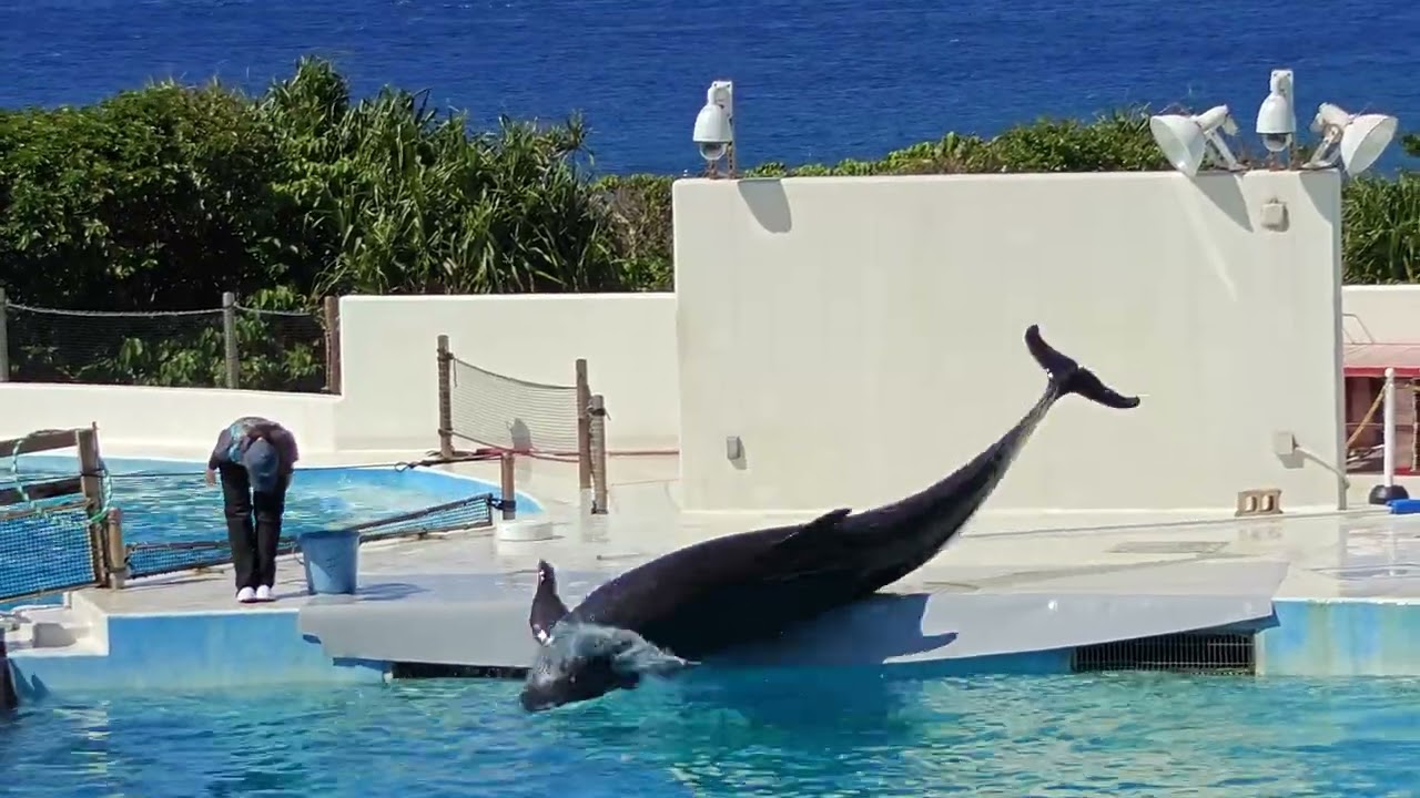 Okinawa Dolphins Show