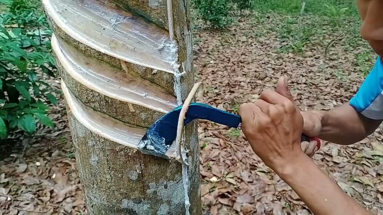 Rubber tapping training... #Nagaland_North_East_India
