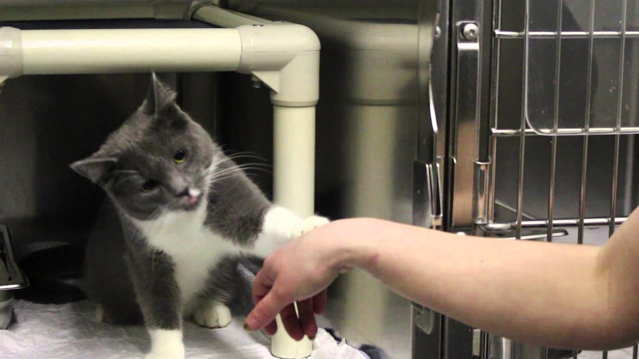 Portrait d'Émilie à la SPCA Gatineau