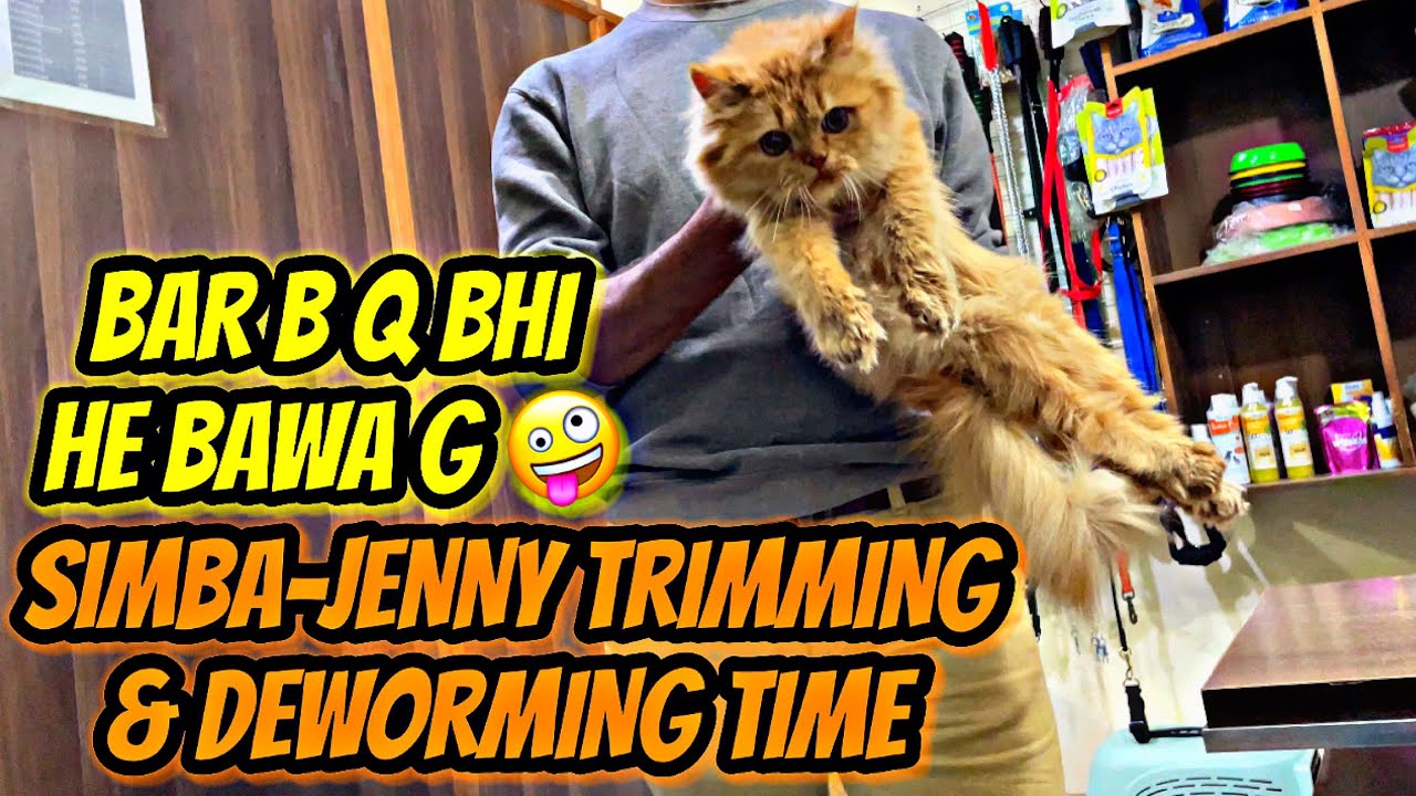 Meri Cats Ki Trimming & Deworming Time | Bar B Q | PakVlog | Pakistan Vlog | Sikander Ali Khan Vlogs