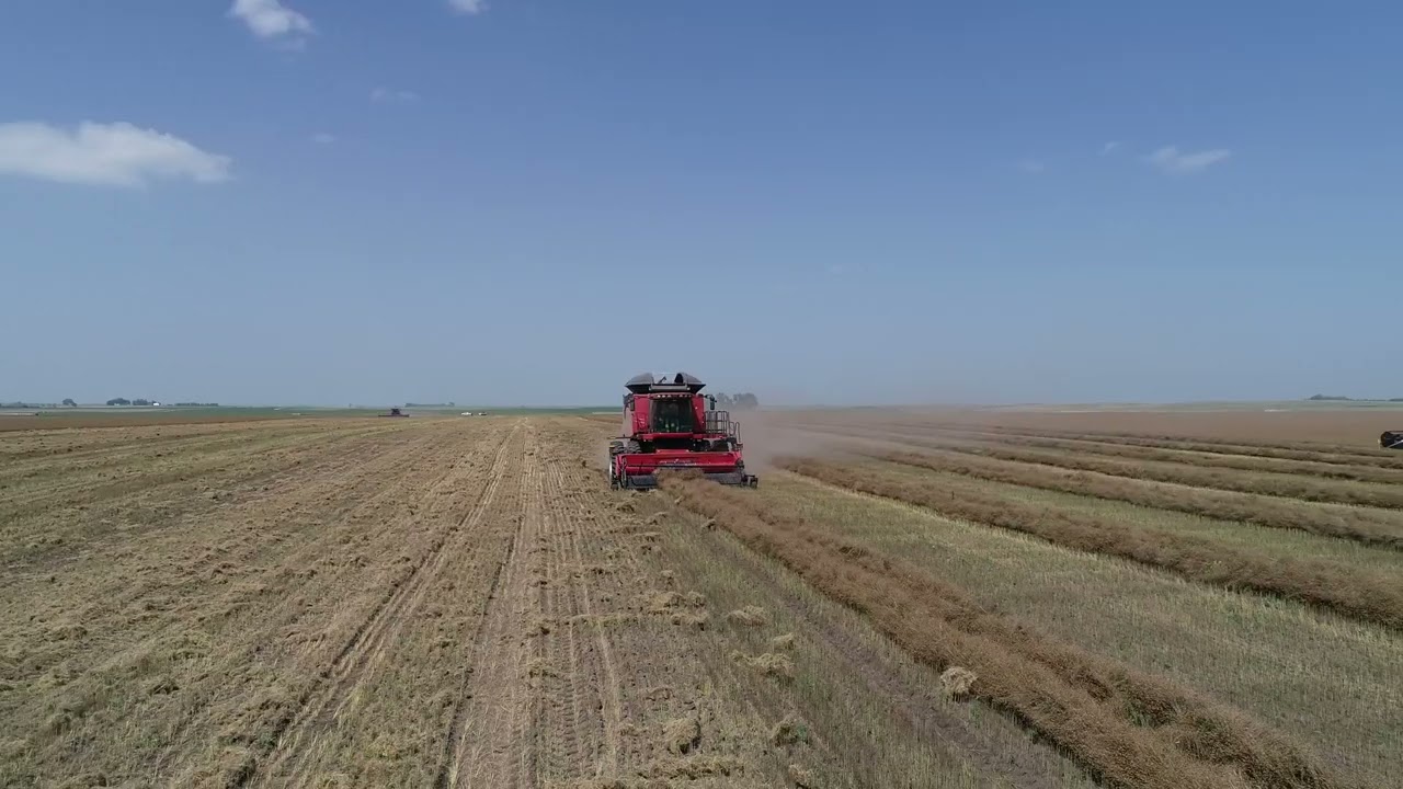 Flax Harvest 2023