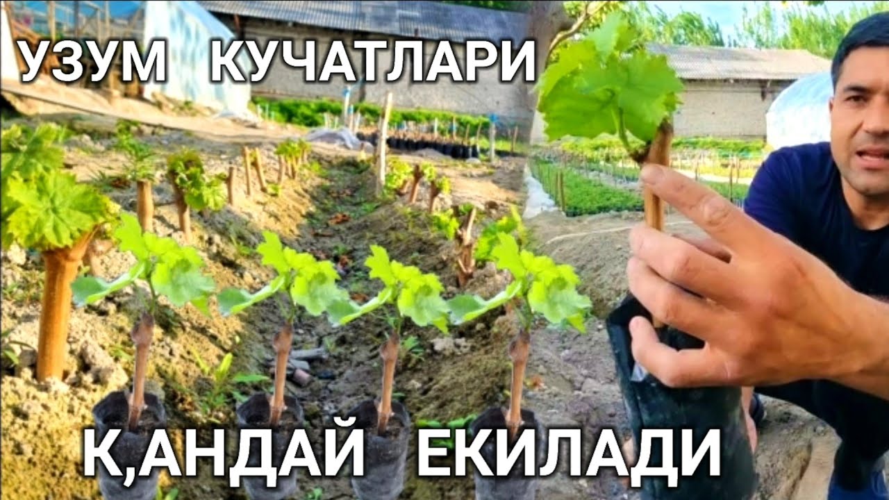 УЗУМ  КУЧАТЛАРИ  КАНДАЙ  ЕКИЛАДИ  ФОЙДАЛИ  ВИДИО..