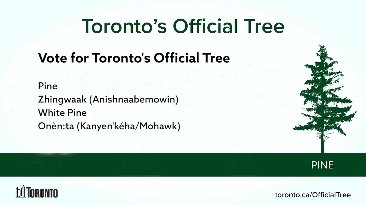 Discovering Pine Trees – Vote for Toronto's Official Tree
