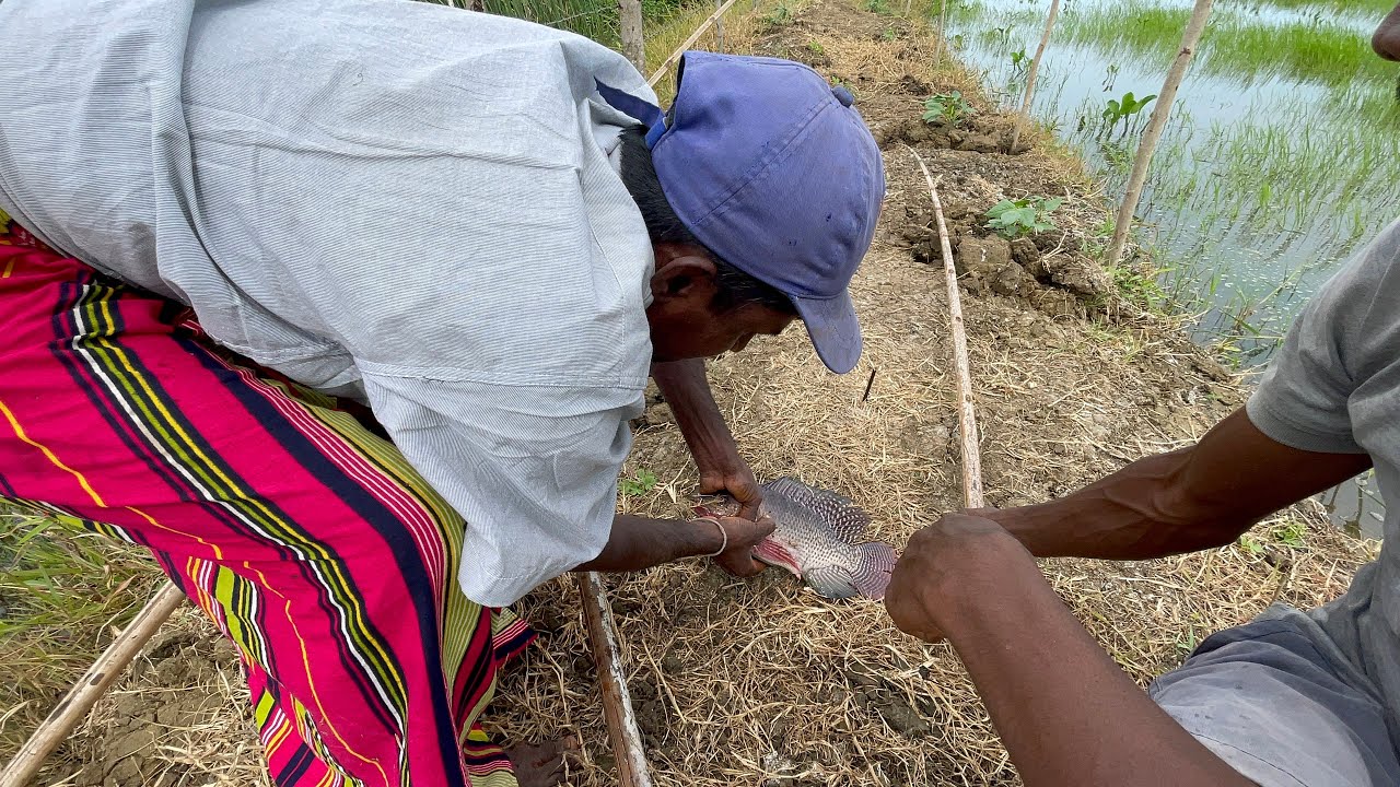 Traditional Sri Lankan 🇱🇰hook fishing video