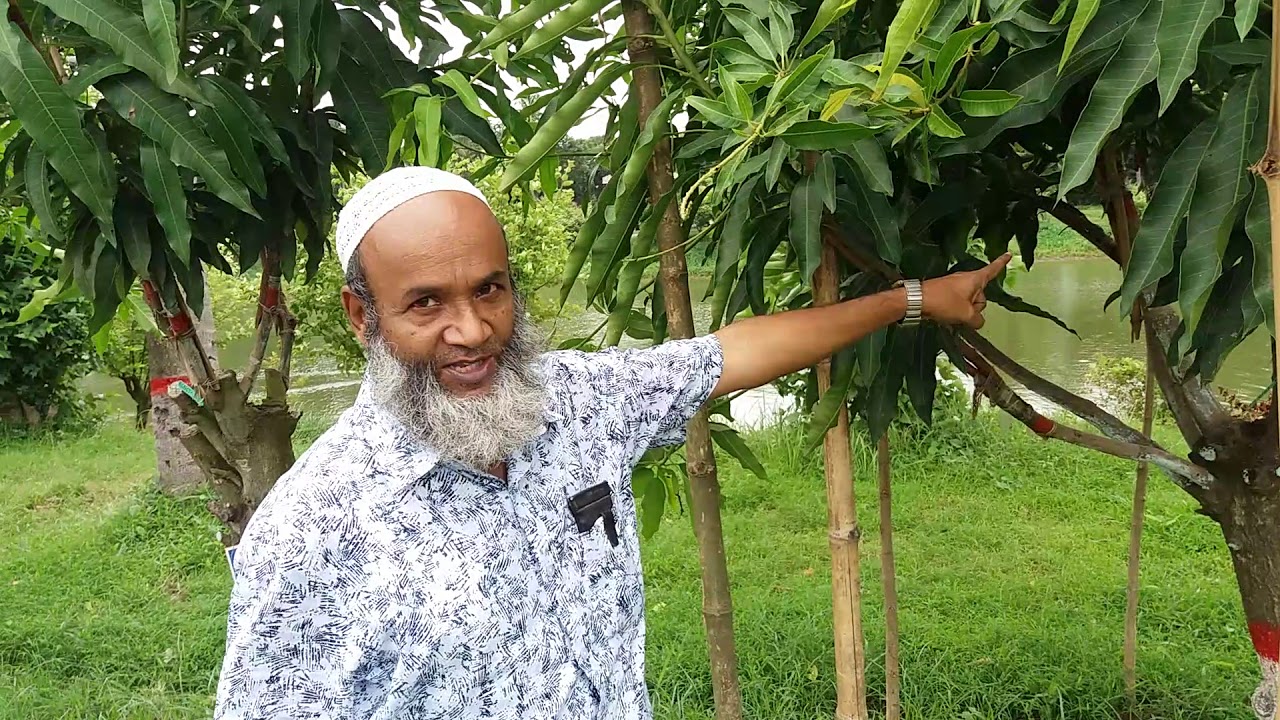 আমের জাত পরিবর্তনের যাদুকরী কৌশল। Top working technique of mango