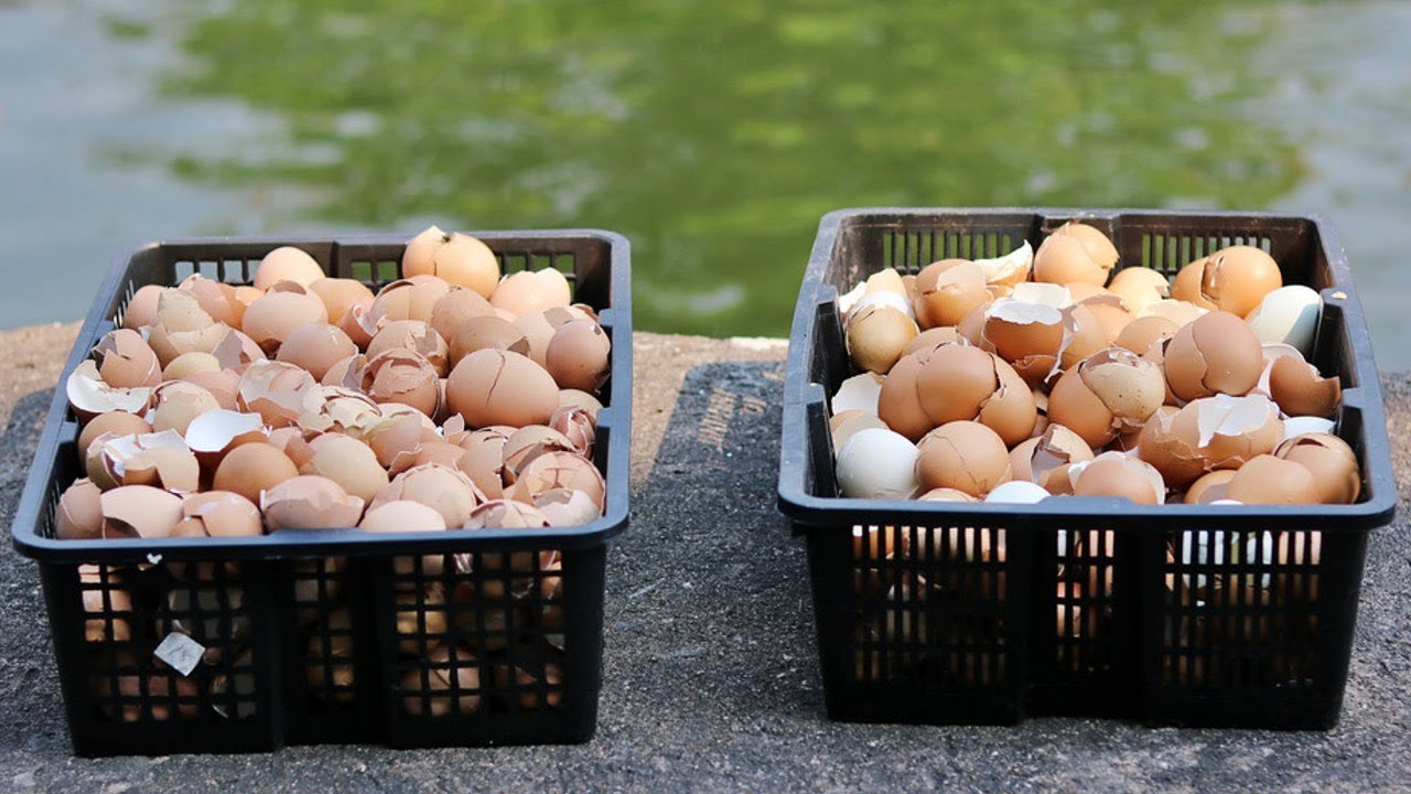 BRILLIANT USES FOR EGGSHELLS IN YOUR GARDEN