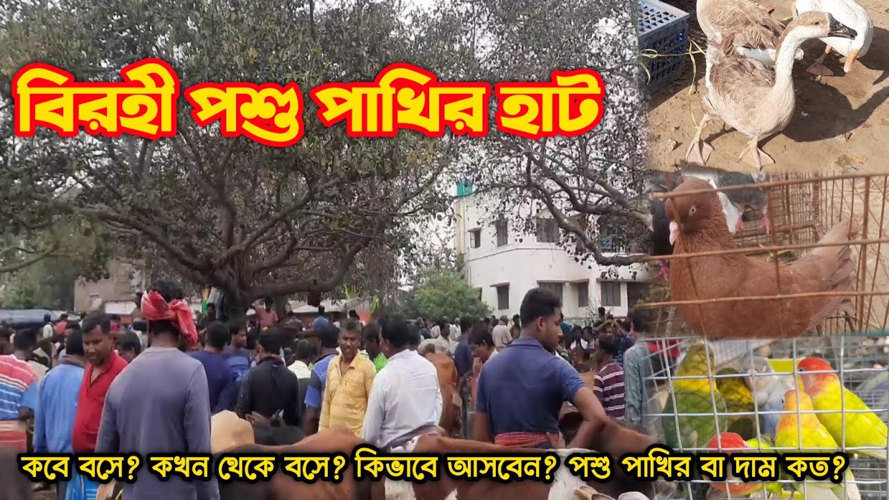 বিরোহী পশুপাখির হাট |Birohi Hat |Nadia Birohi Hat |Kalyani Birohi Hat |বিরহী হাট |Pet Market