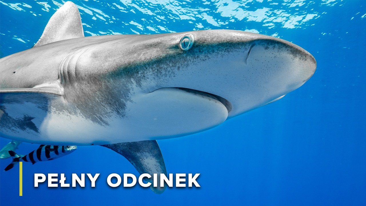 Odkryj Rafy Koralowe i Zatopiony Statek na Roatanie! | Dzikość Oceanu 106
