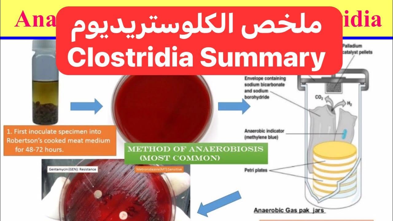 ملخص بكتيريا الكلوستريديوم Clostridia Summary