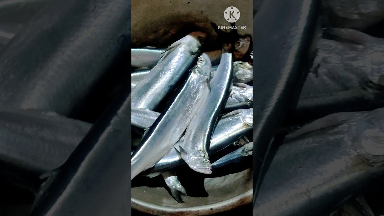 chela fish | short video bangoli ochon | #shorts
