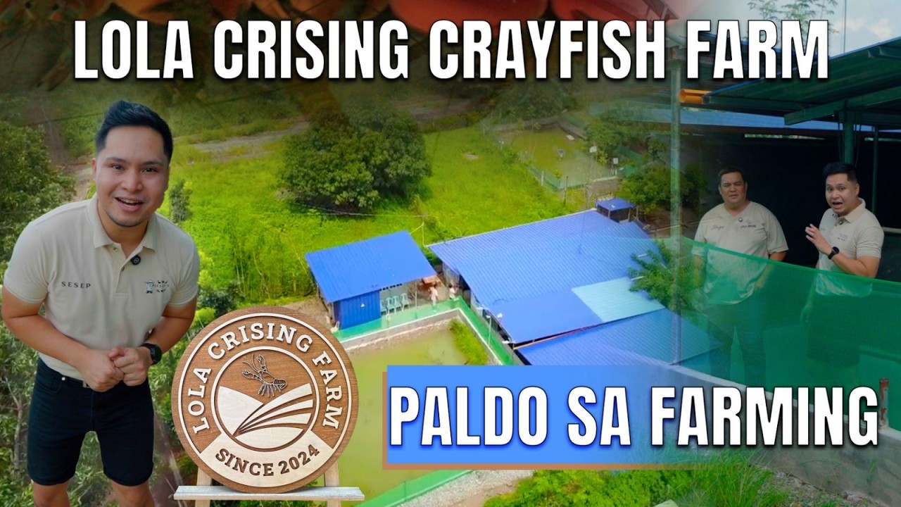 Isang taon sa pagiging Red Claw Crayfish Farmer(Taguro Line)! ANG LAKI NG PROGRESO!!!