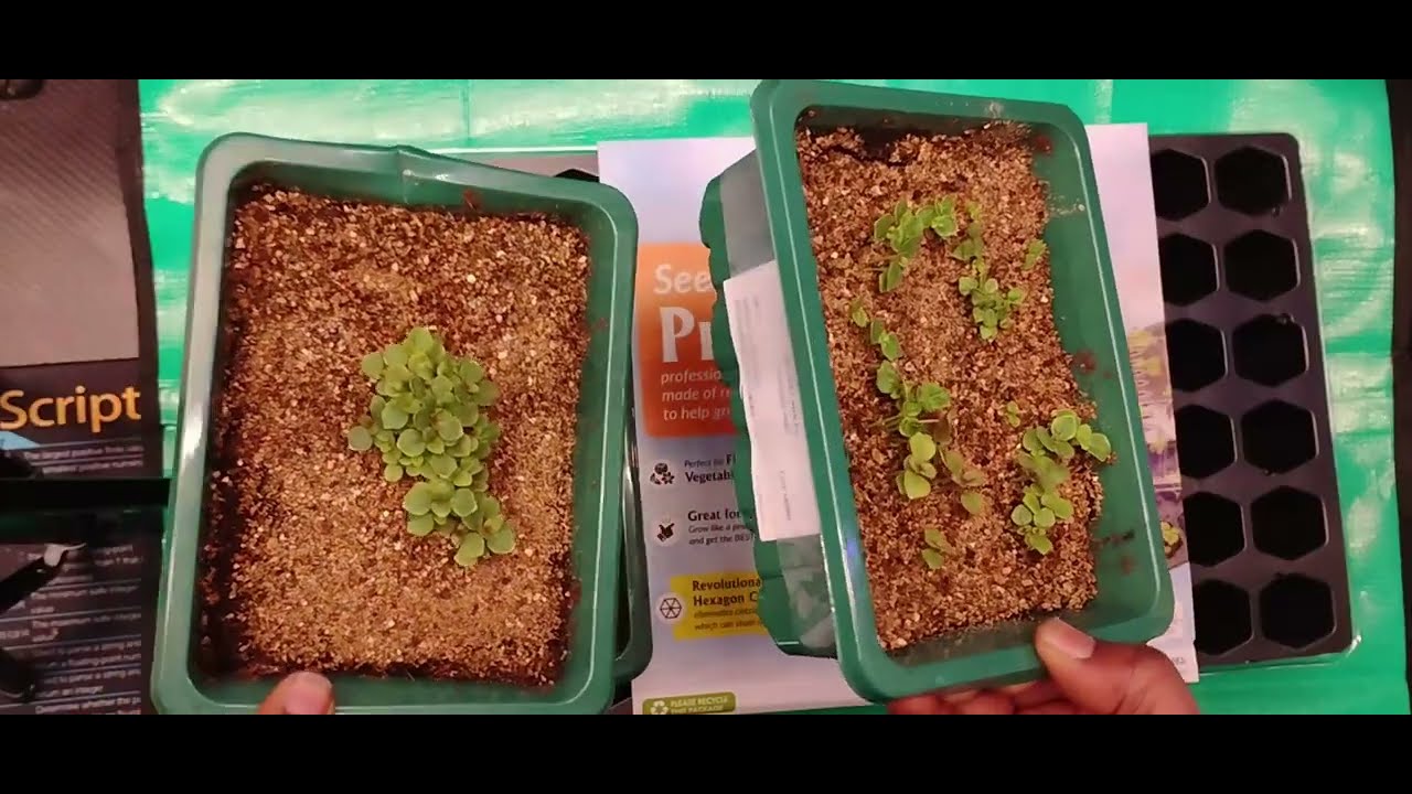 Up-Potting 2026 Snapdragons.