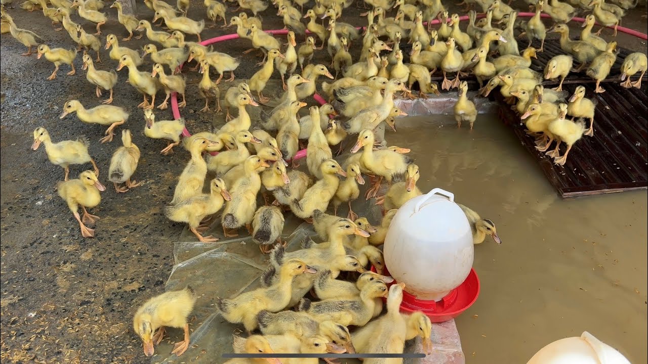 Raising Ducklings Naturally | Clean, Safe & Efficient Duck Farming@ScenicNatural