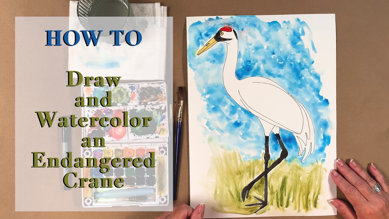 How To Draw an endangered Whooping Crane
