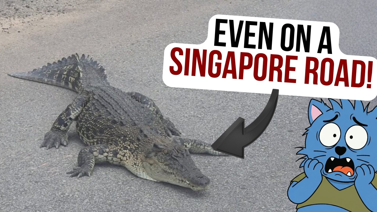 Explaining Why We&rsquo;re Seeing More Crocodile Sightings in Singapore