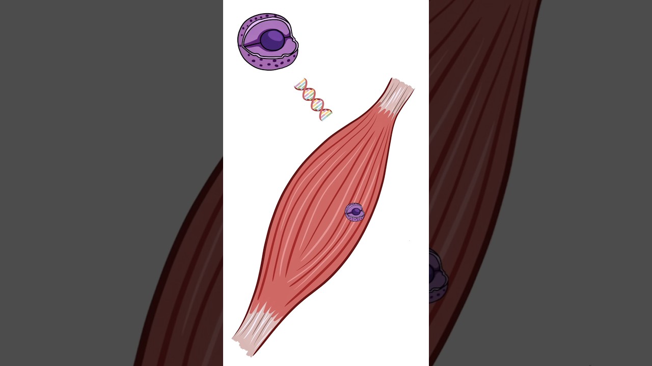 Micro tears grow muscle??
