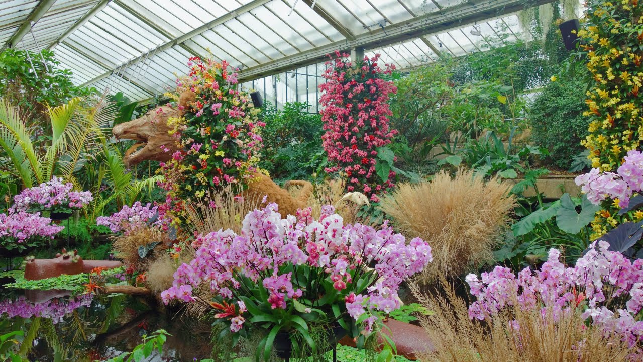 Orchid Festival 2023 in Royal Botanic Gardens, Kew/Kew Gardens, London, UK   2023年伦敦邱园兰花节/英国皇家植物园兰花节
