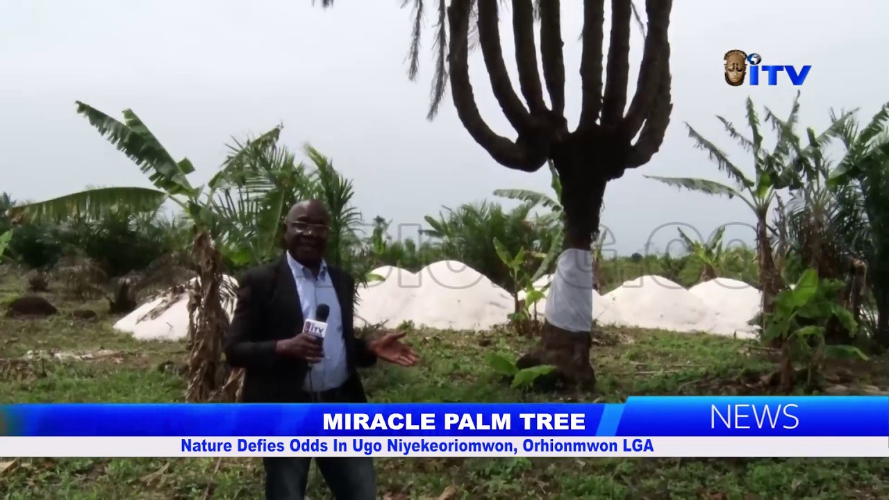 MIRACLE PALM TREE: Nature Defies Odds In Ugo Niyekeoriomwon, Orhionmwon LGA