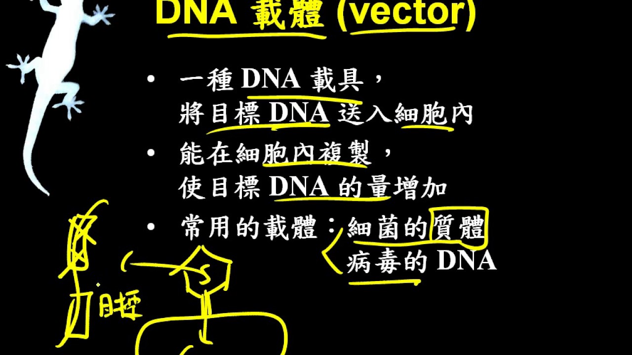 10502基礎生物ch4 4 04DNA載體二捷